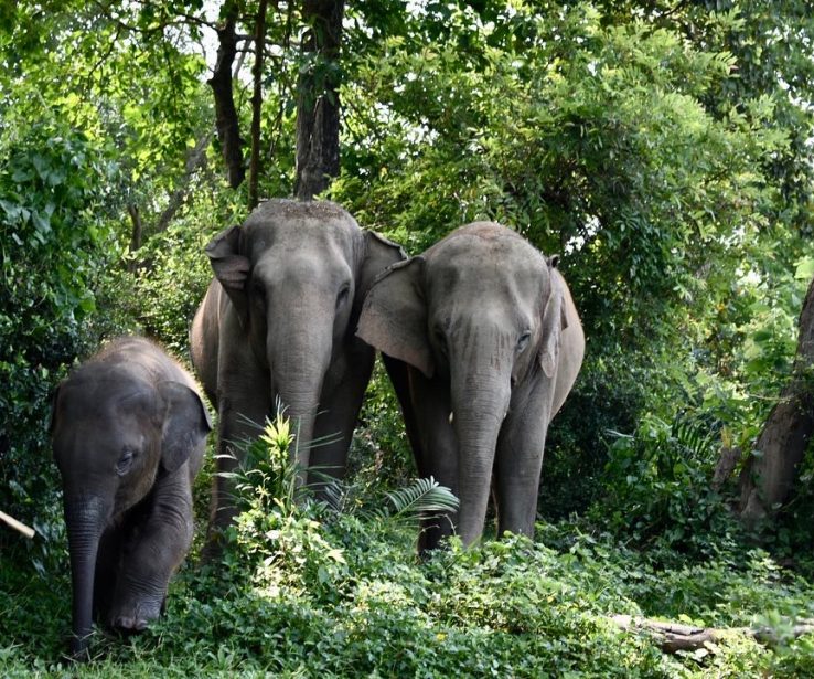 éléphants en Thaïlande, chez Baan Mama