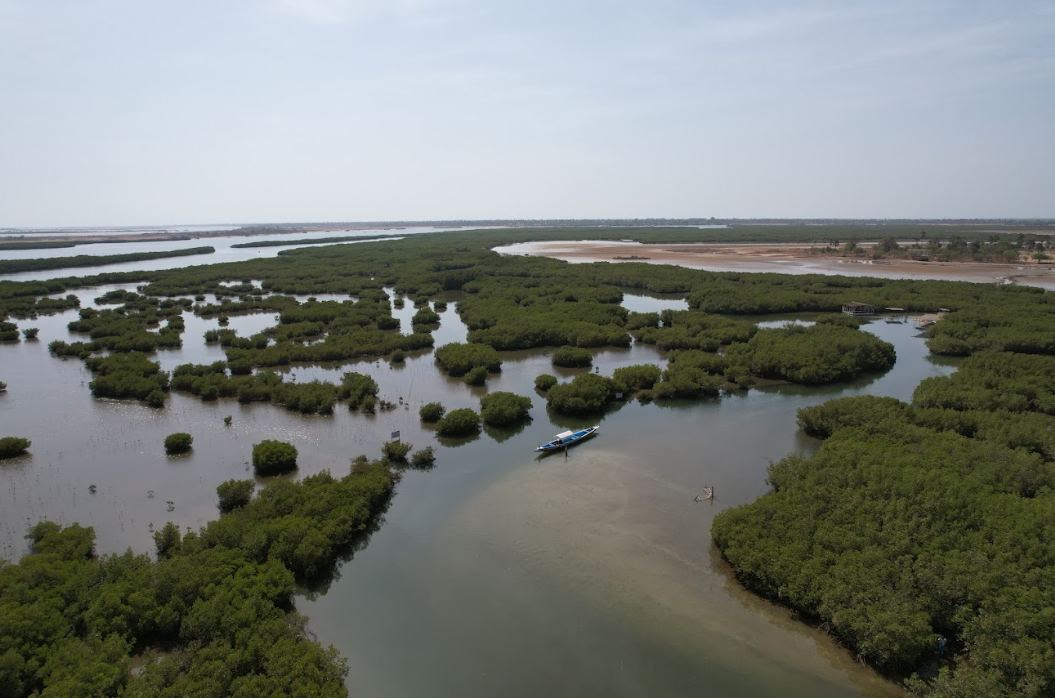 mangroves sine-saloum