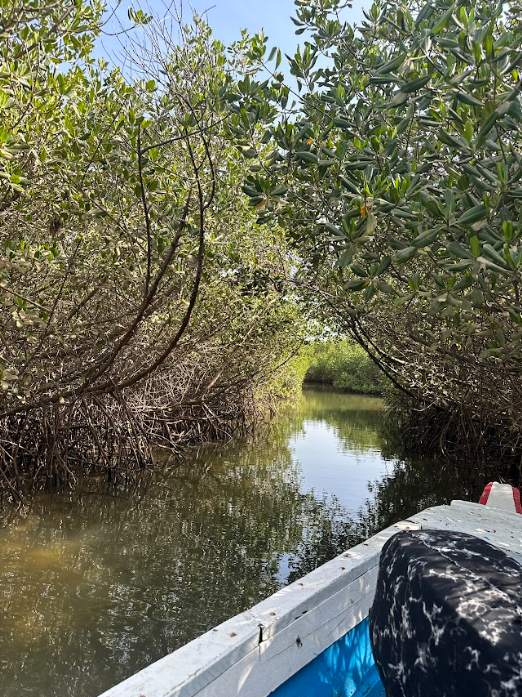 pirogue sine saloum